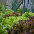 Gemüsegarten