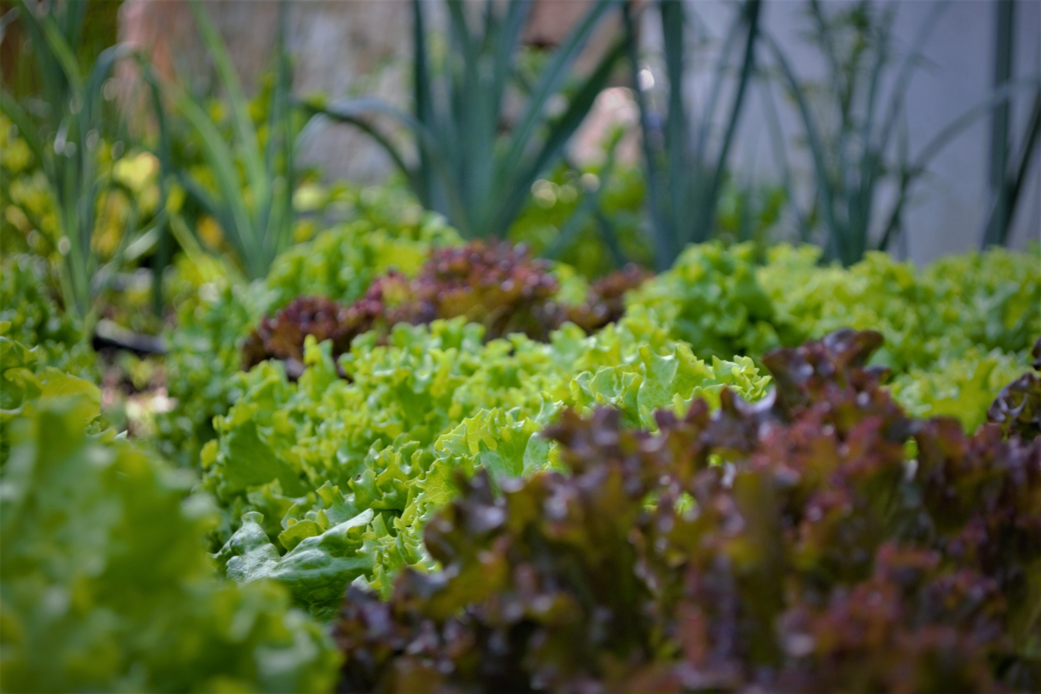 Gemüsegarten