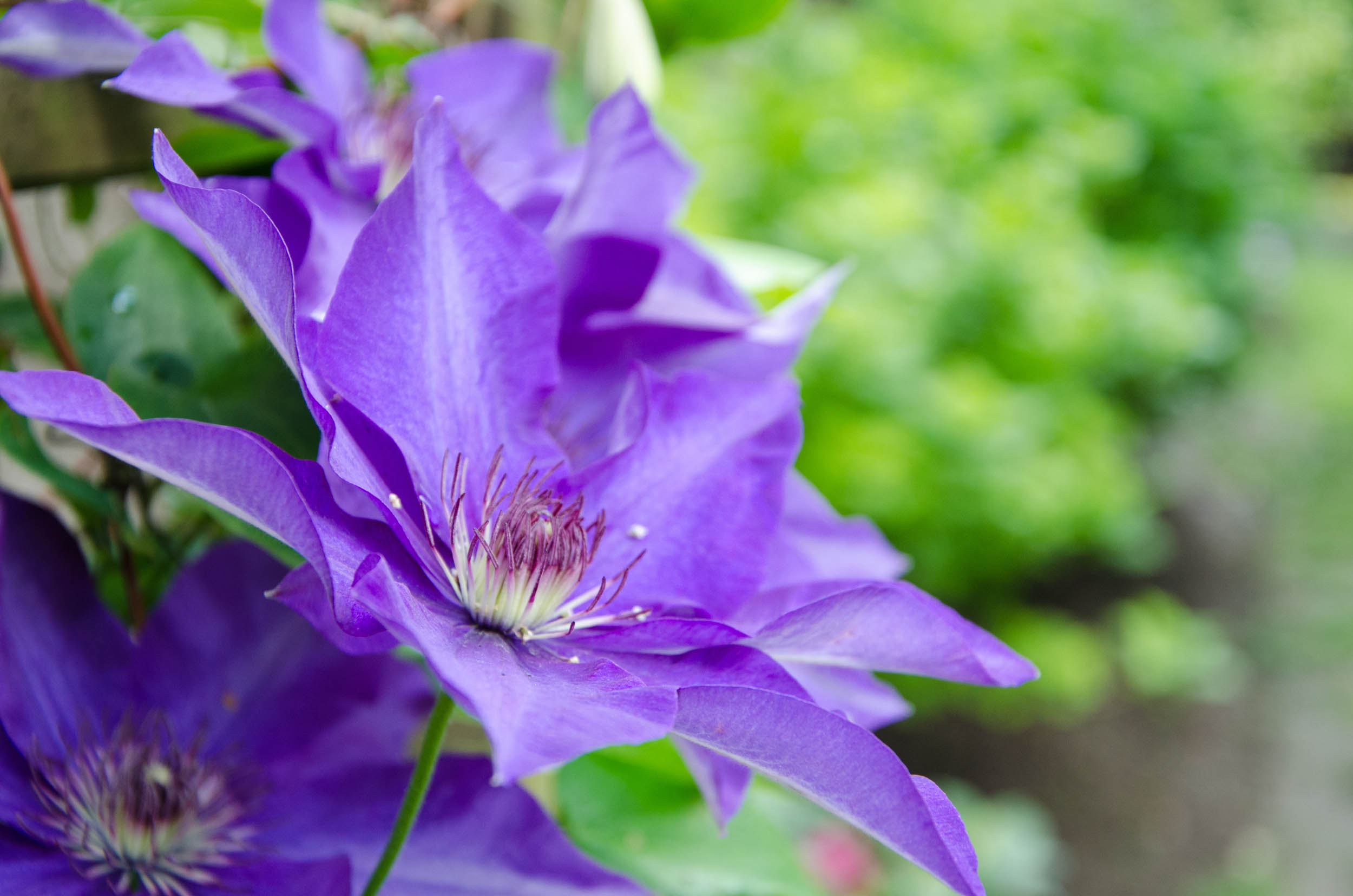Blume
