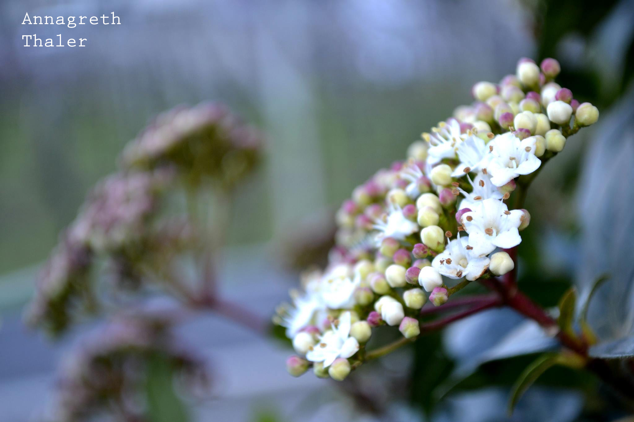 Homepage7
